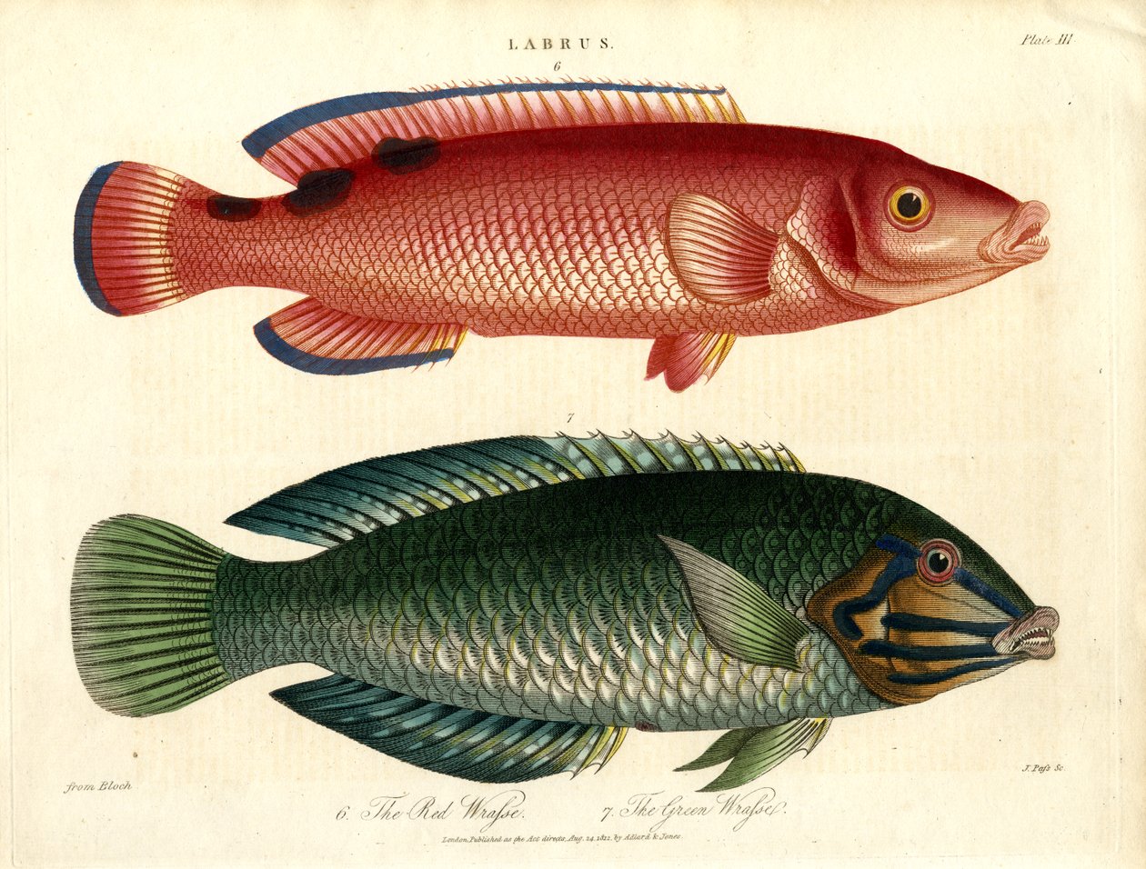 Labrus: Lábrido rojo y Lábrido verde de John Pass