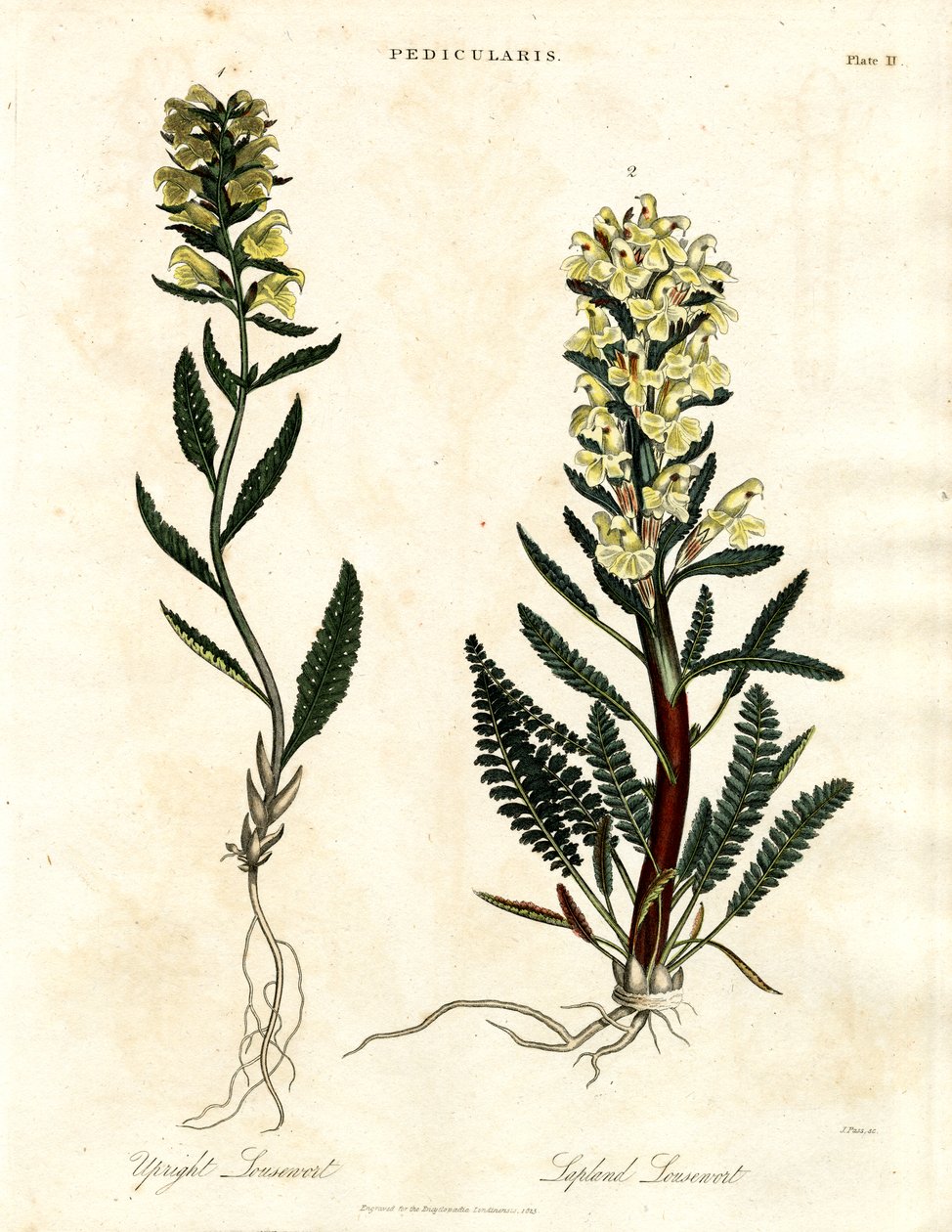 Especies de lousewort de John Pass