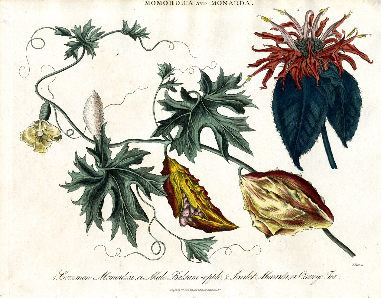 Momordica y Monarda de John Pass