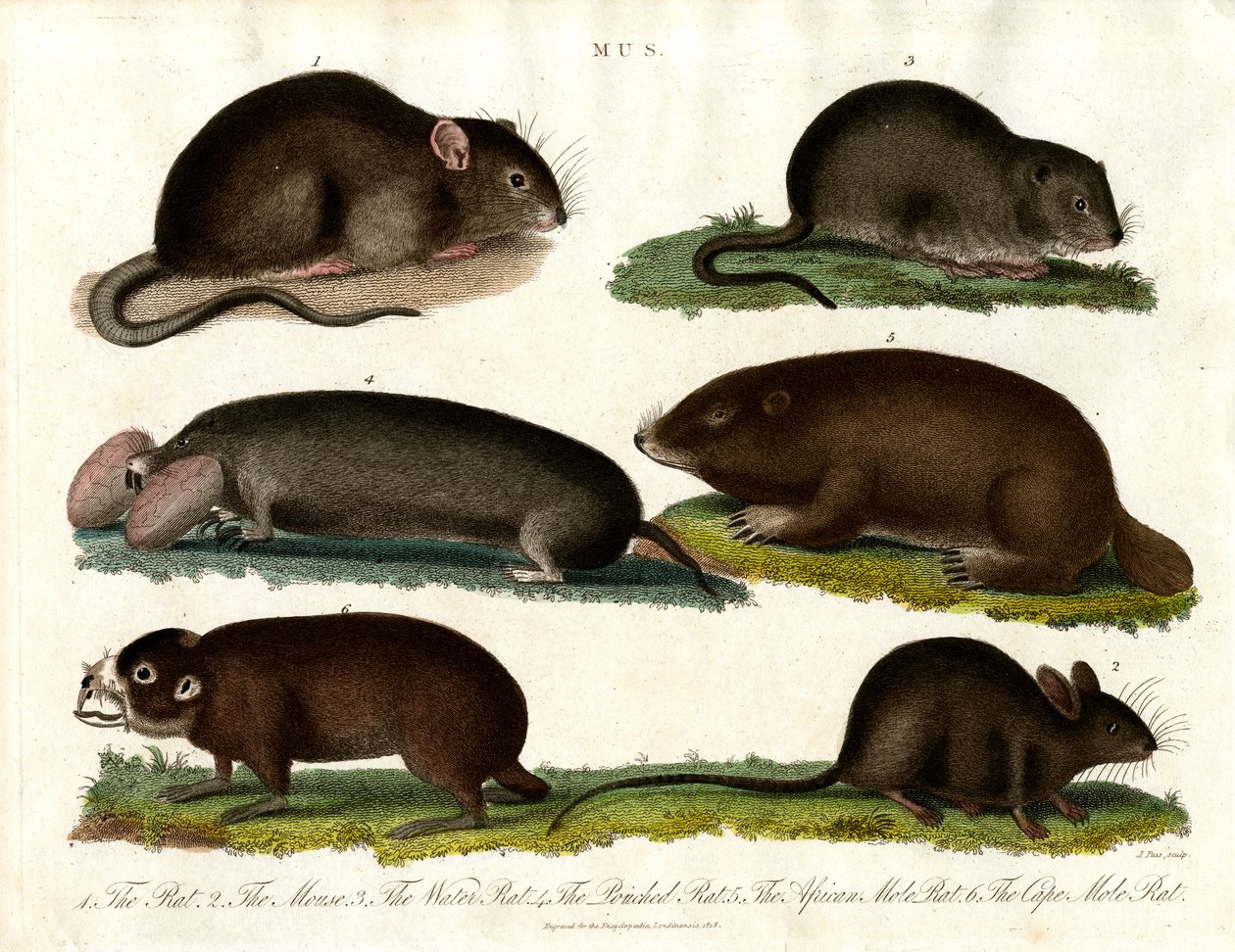Mus: Ilustración de varios roedores del género Mus de John Pass