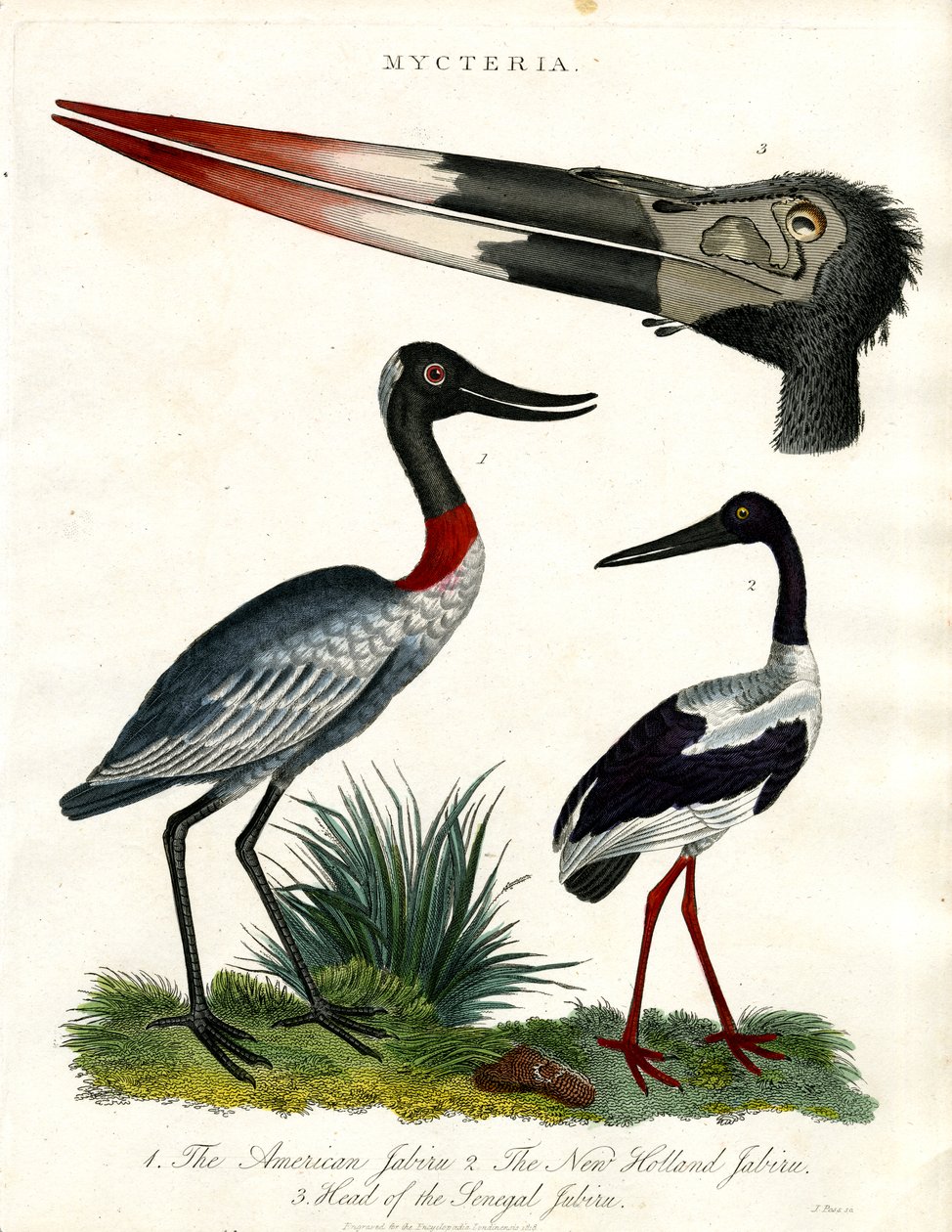 Especies de Mycteria: Americana; Jabirú de Nueva Holanda y Senegal de John Pass