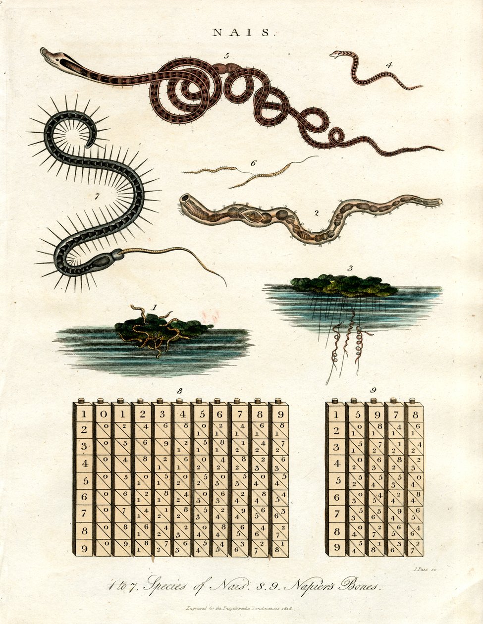 Nais - Organismos acuáticos y varillas de Napier de John Pass