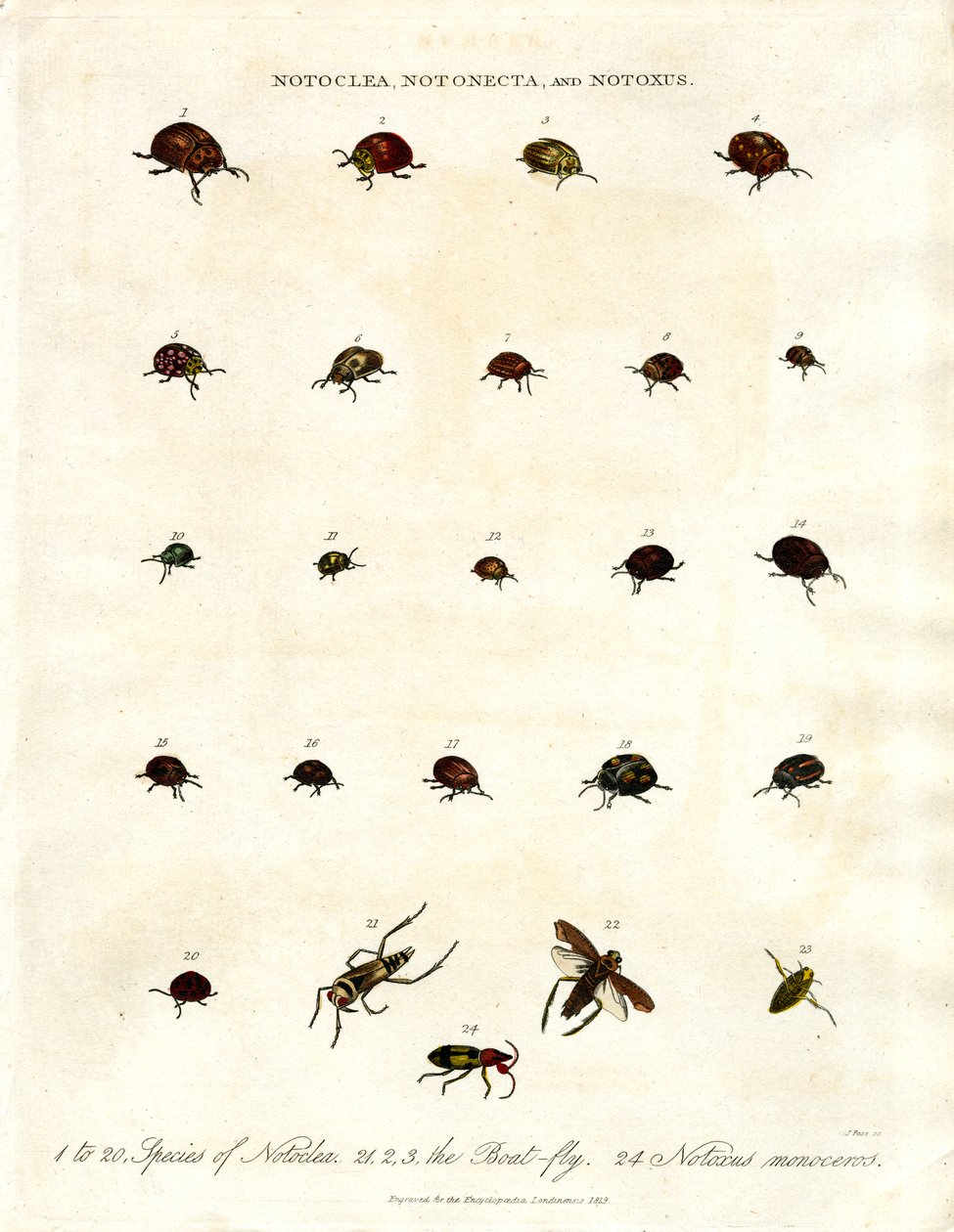Escarabajos Notoclea;Notonecta;y Notoxus de John Pass