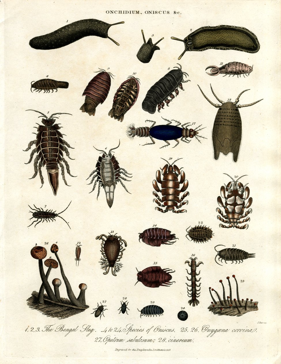 Onchidium;Oniscus y otros artrópodos de John Pass