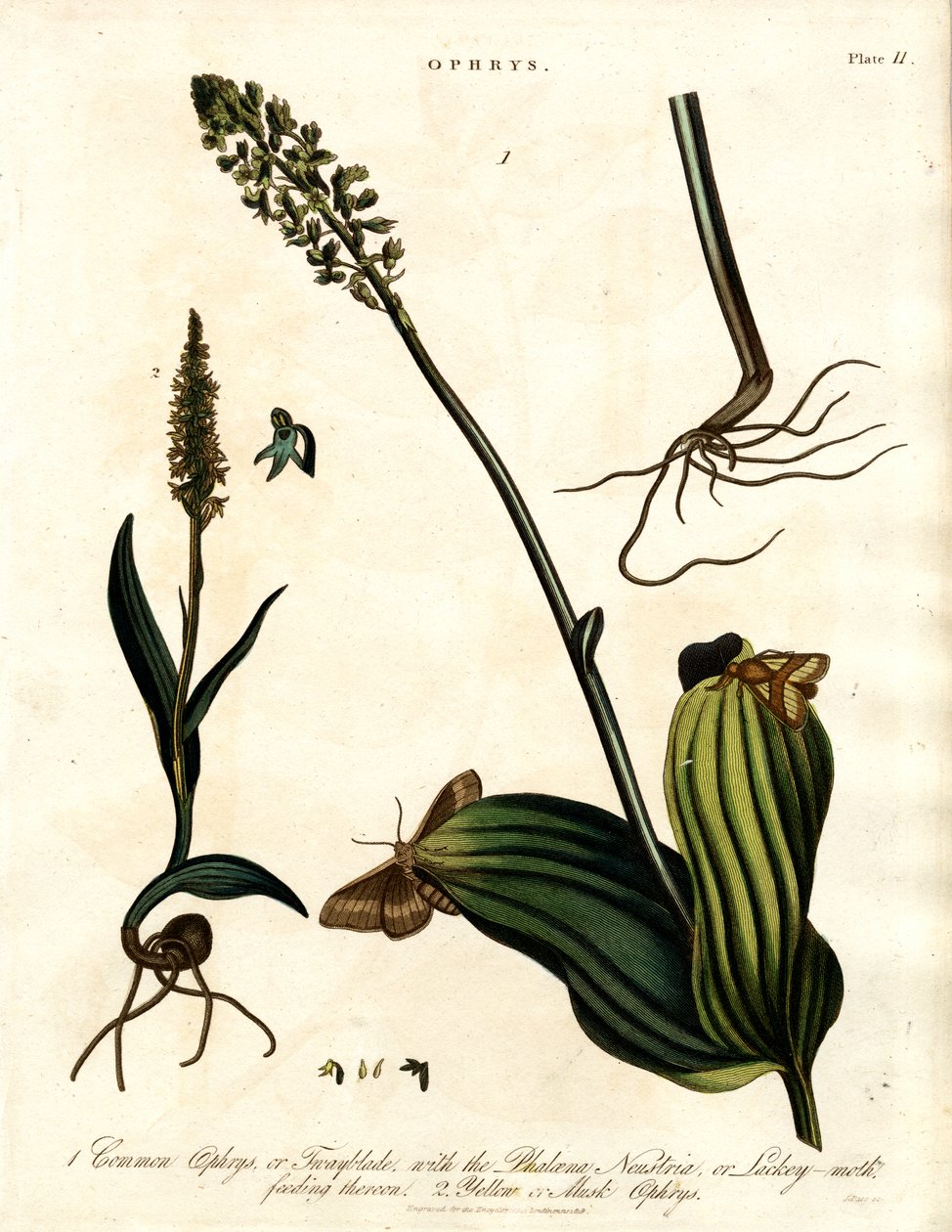 Especies de Ophrys con polilla de John Pass