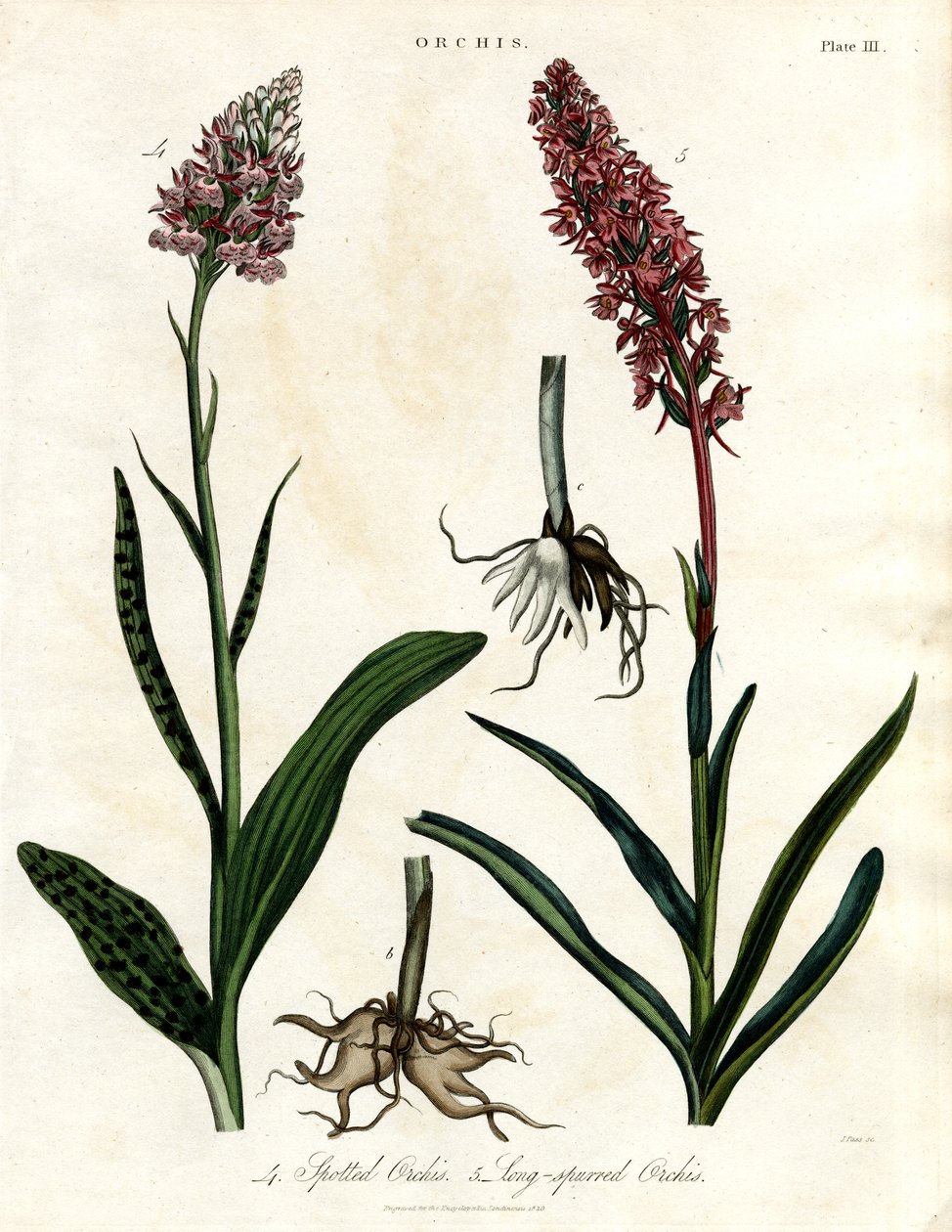 Orquídeas: Orquídeas manchadas y de espinas largas de John Pass