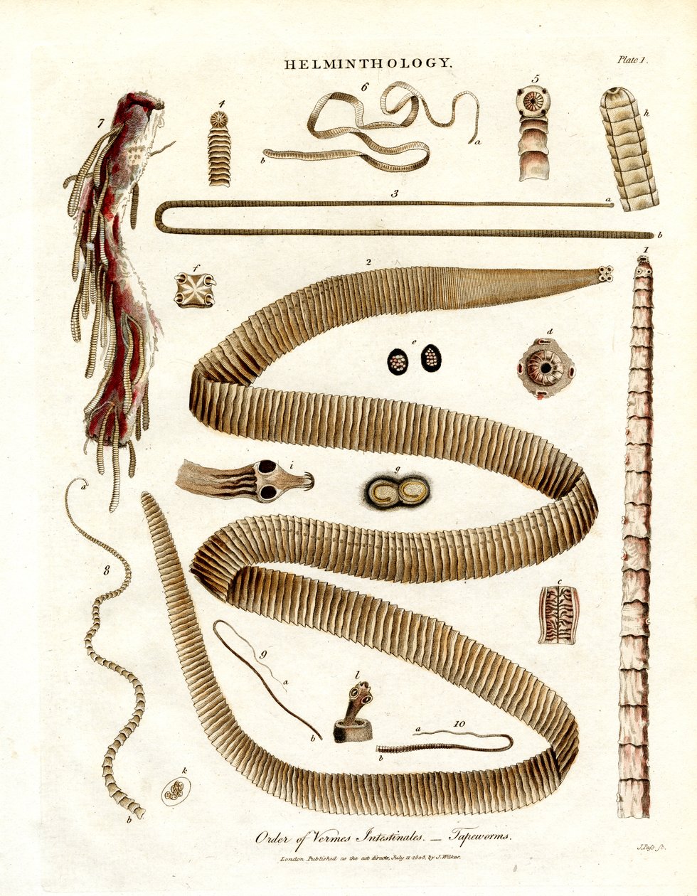 Orden de los Vermes Intestinales - Tenias de John Pass