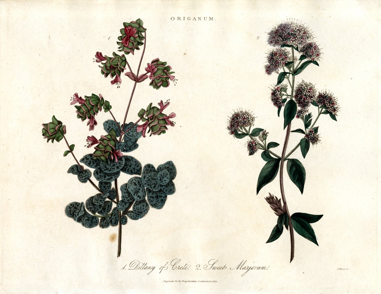Especies de Origanum: Mejorana de Creta y Mejorana Dulce de John Pass