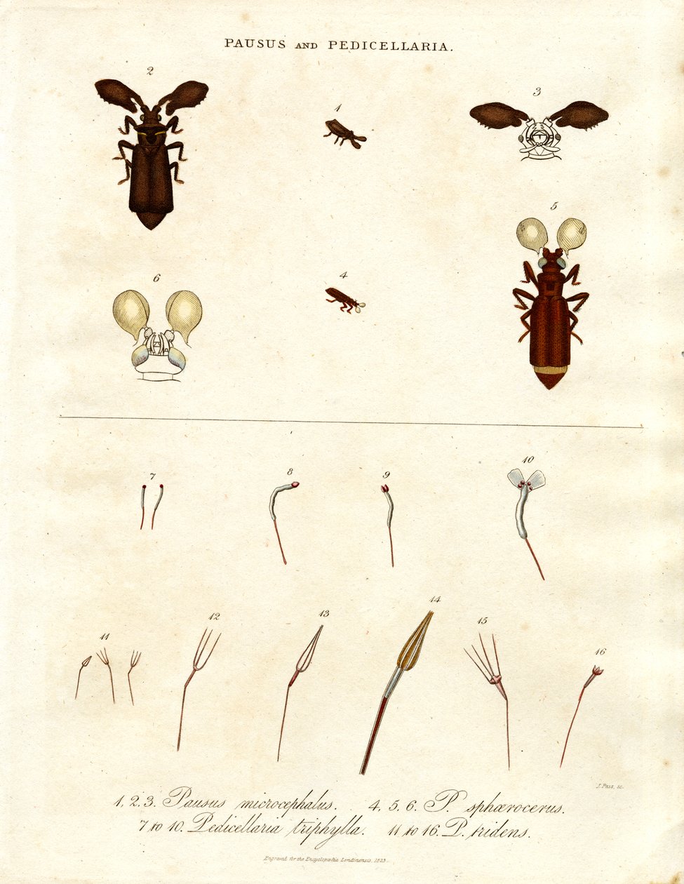 Pausus y Pedicellaria - Especies de insectos de John Pass