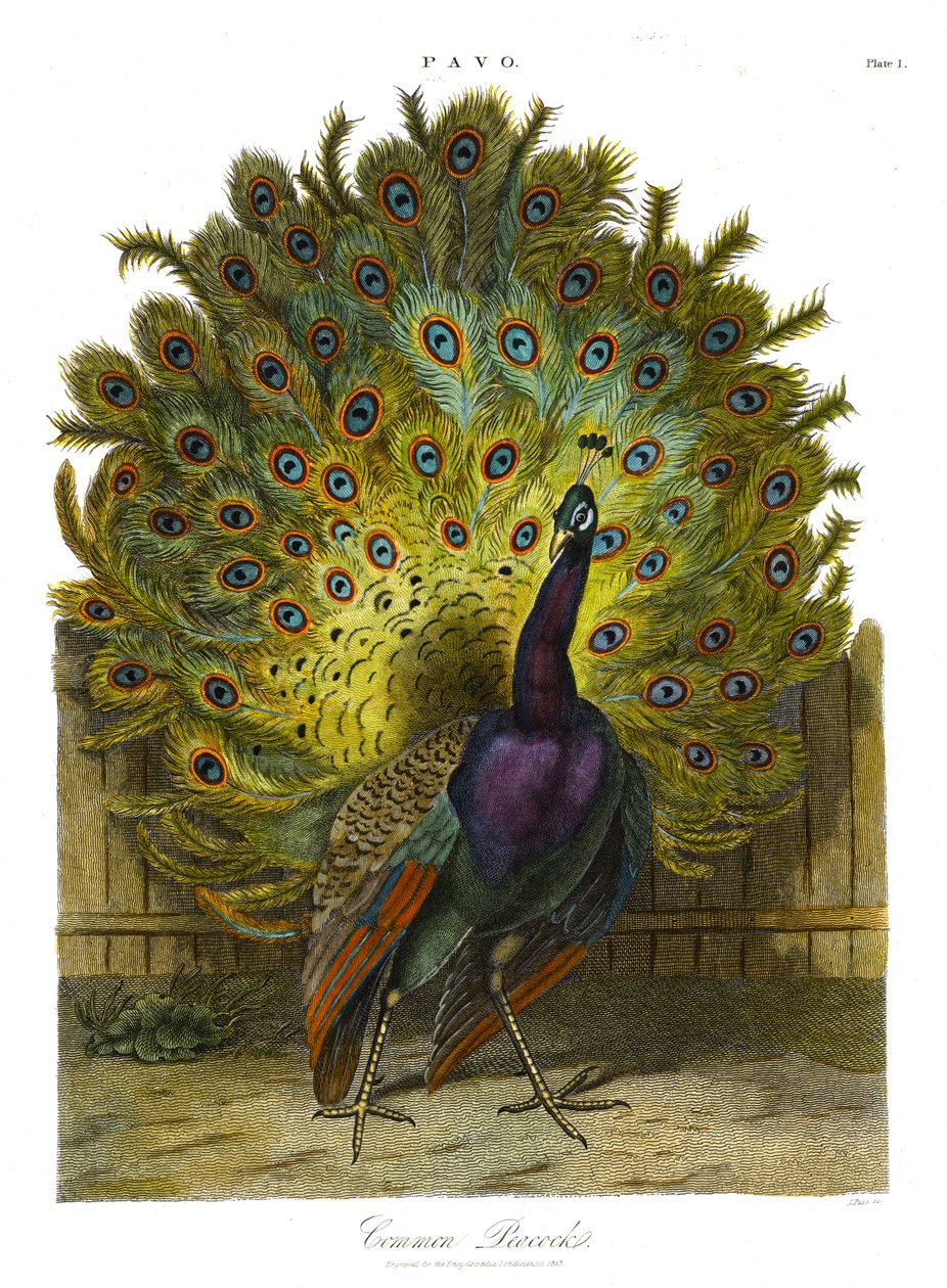 Pavo: Pavo real común de John Pass