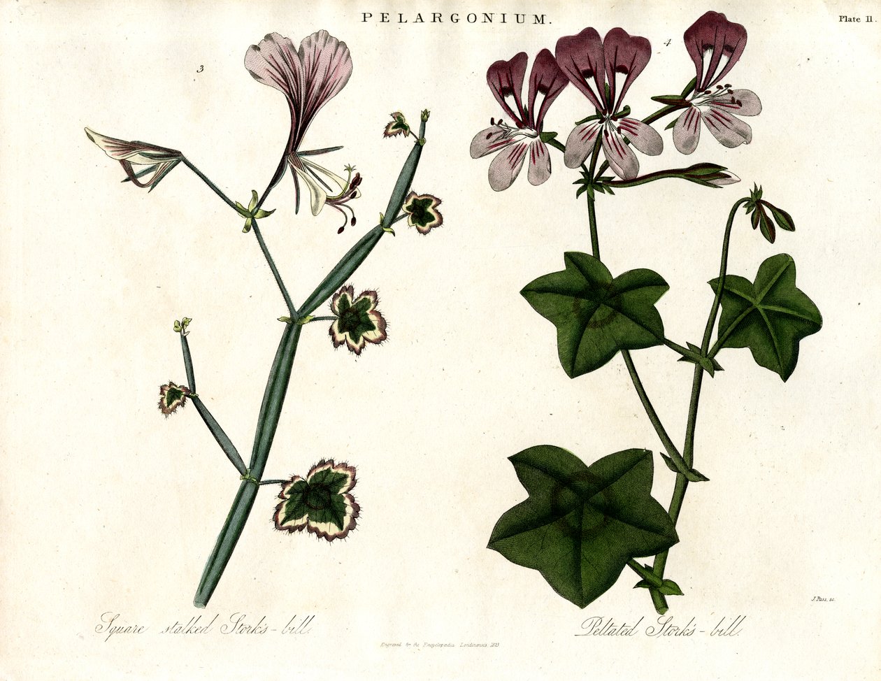 Especies de Pelargonium (pico de cigüeña) de John Pass