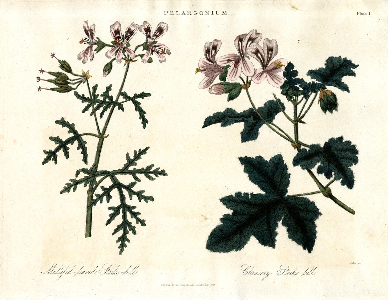 Especies de Pelargonium: Cigueñuela de hojas multífidas y Cigueñuela almeja de John Pass