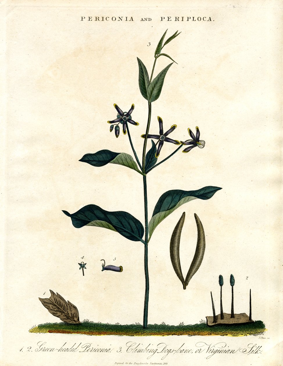 Periconia y Periploca de John Pass