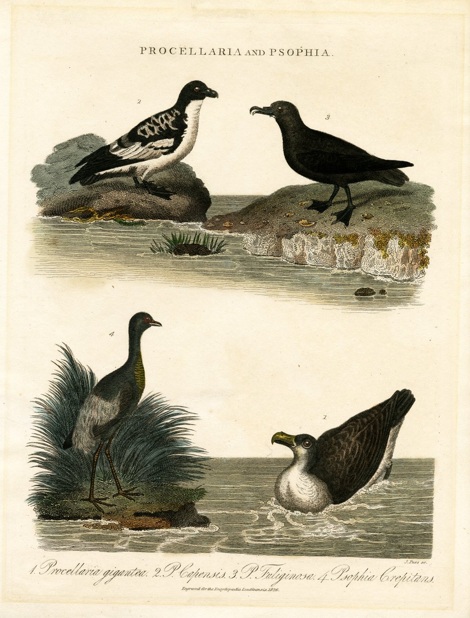 Petreles (Procellaria) y Trompeteros (Psophia) de John Pass