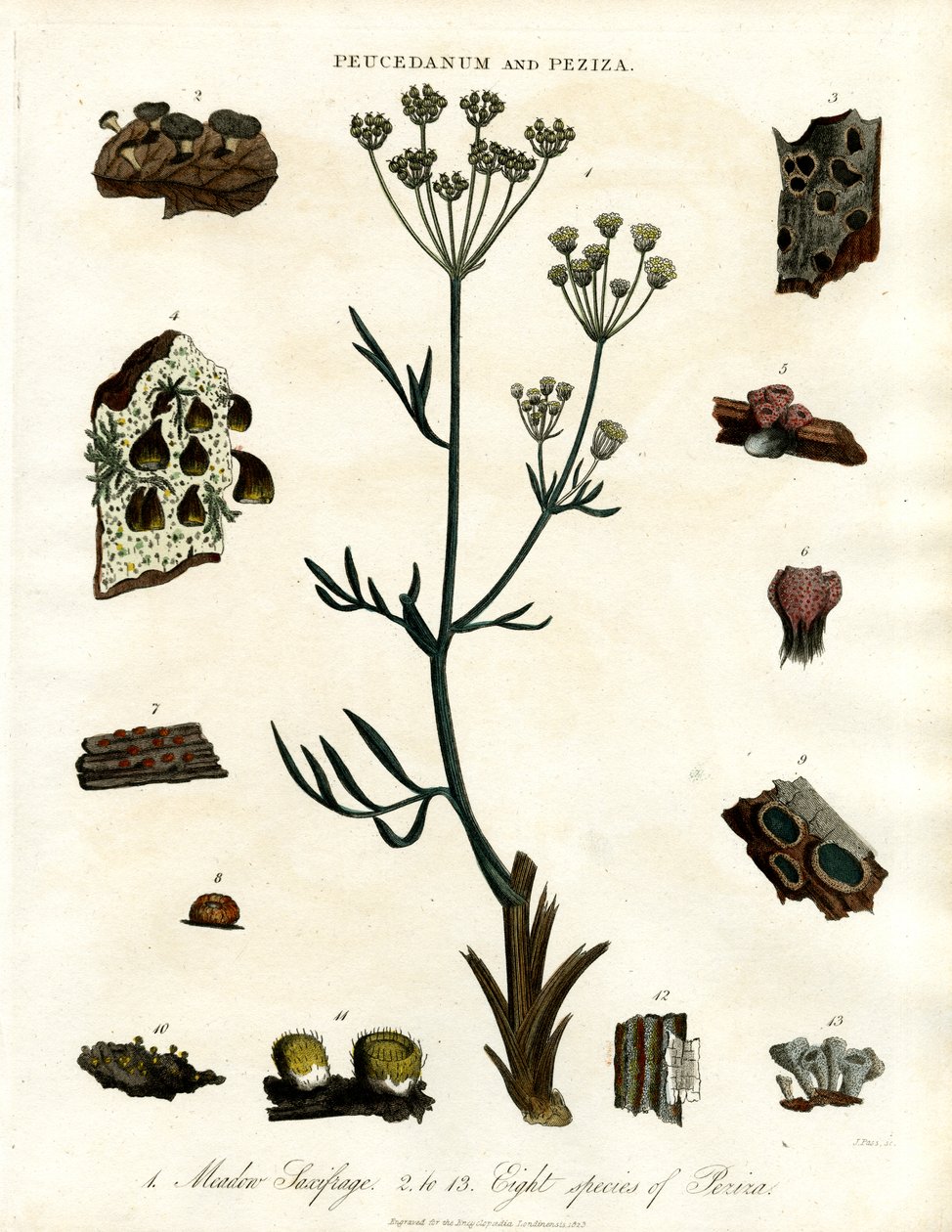 Peucedanum y Peziza de John Pass