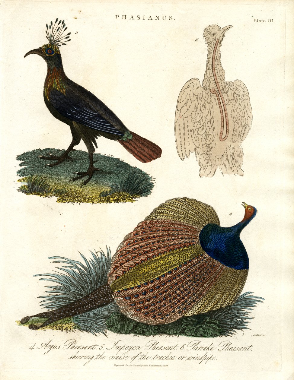 Phasianus (Especie de faisán) de John Pass