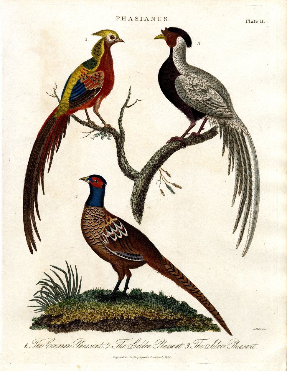 Phasianus - Especie de faisán de John Pass
