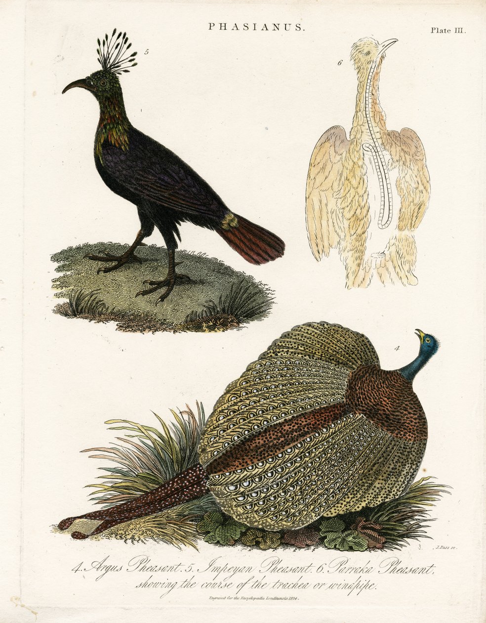 Especies de faisanes de John Pass