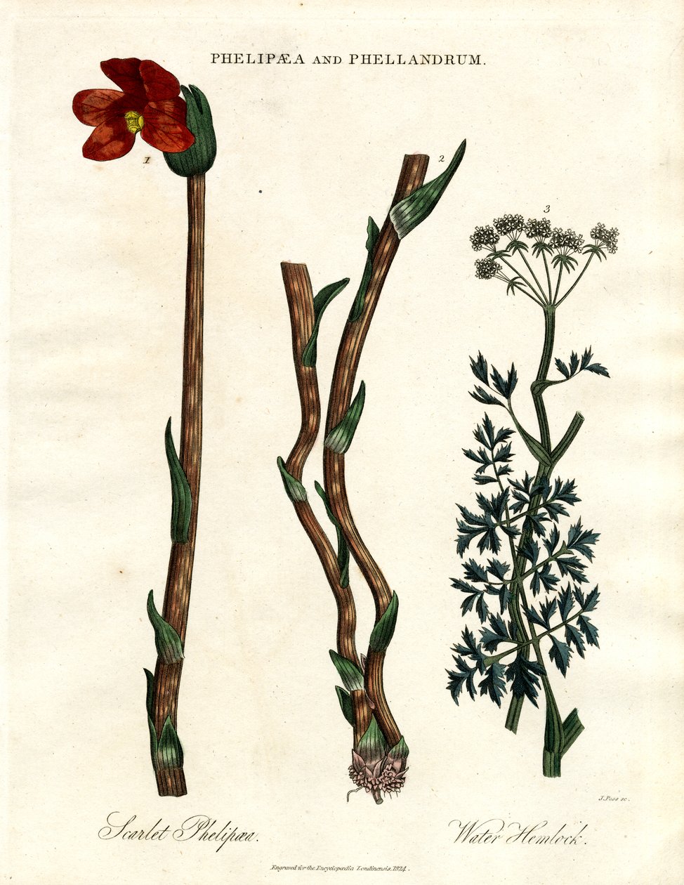 Phelipaea y Phellandrum de John Pass