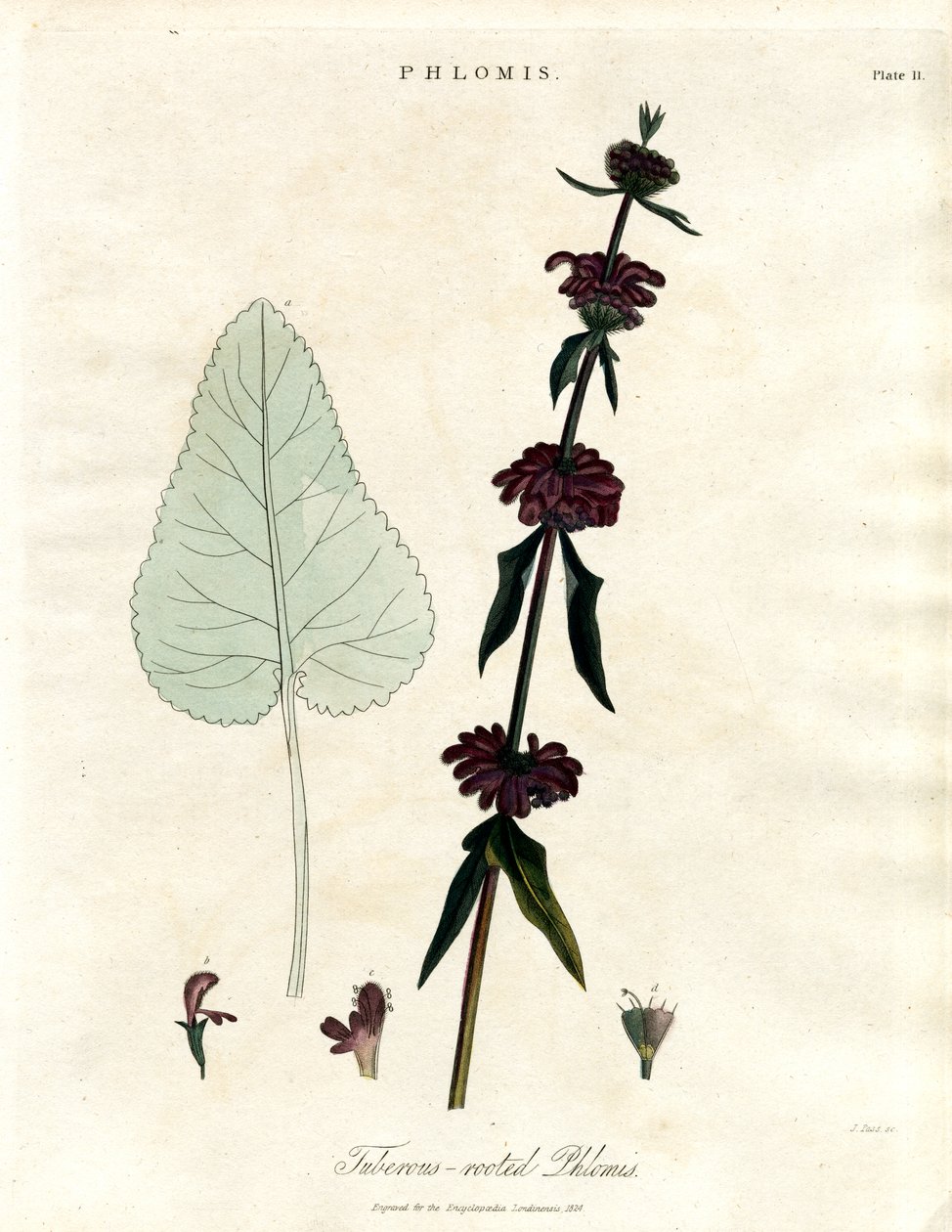 Phlomis: salvia de Jerusalén de raíz tuberosa de John Pass