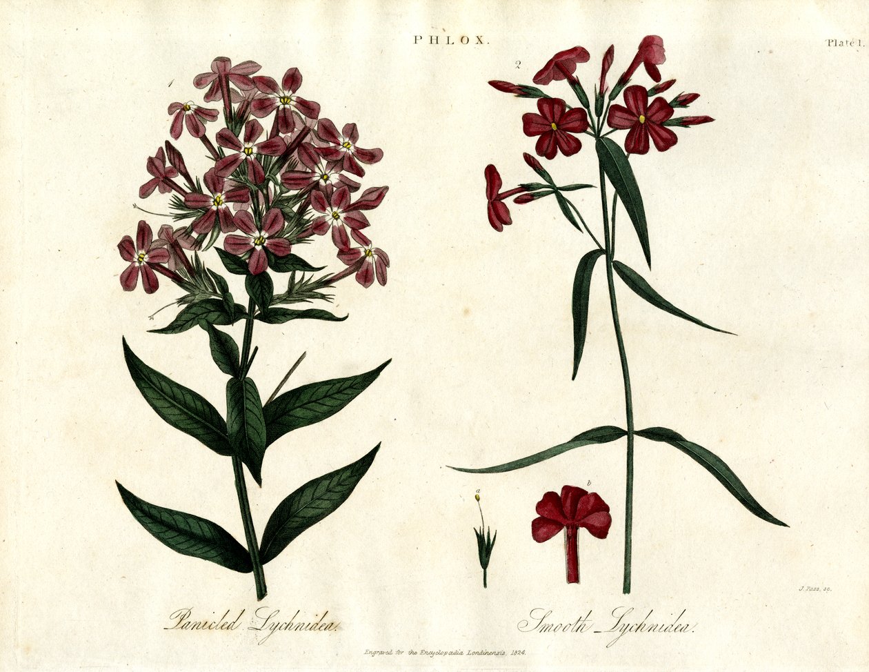 Especies de Phlox de John Pass