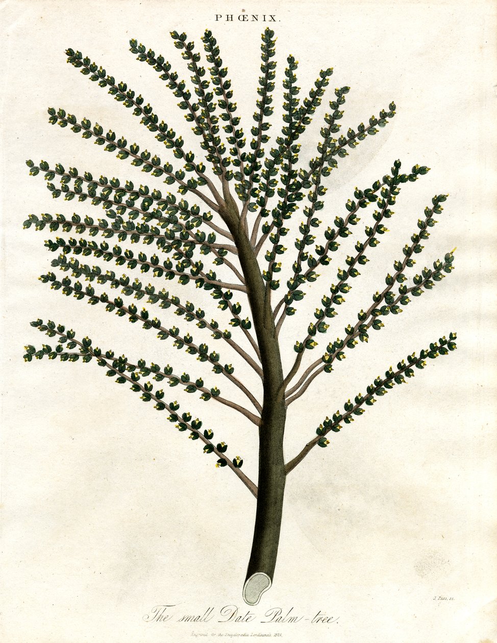 Phoenix (Palmera datilera) de John Pass