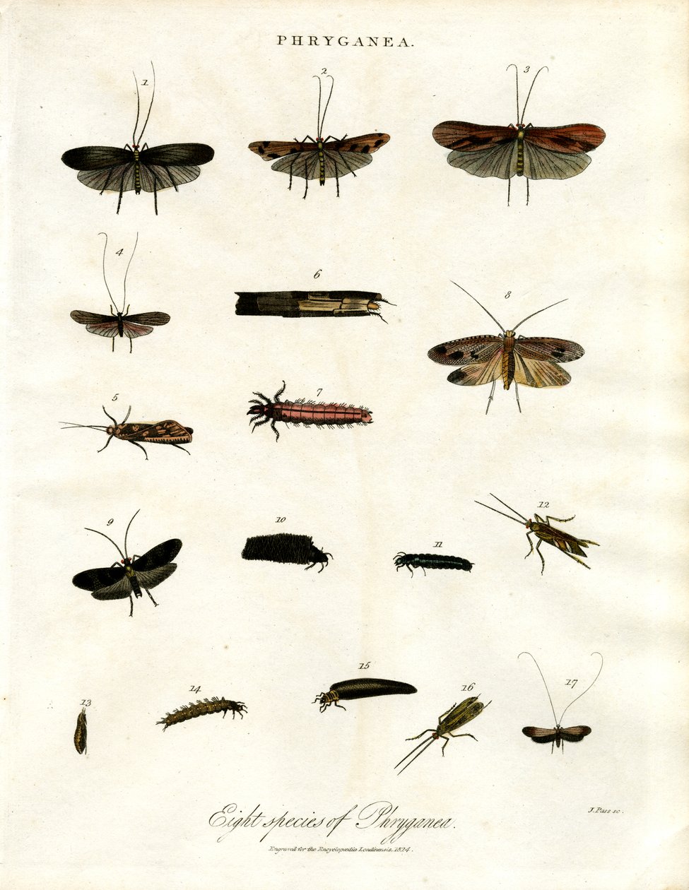 Phryganea - Caddisflies de John Pass