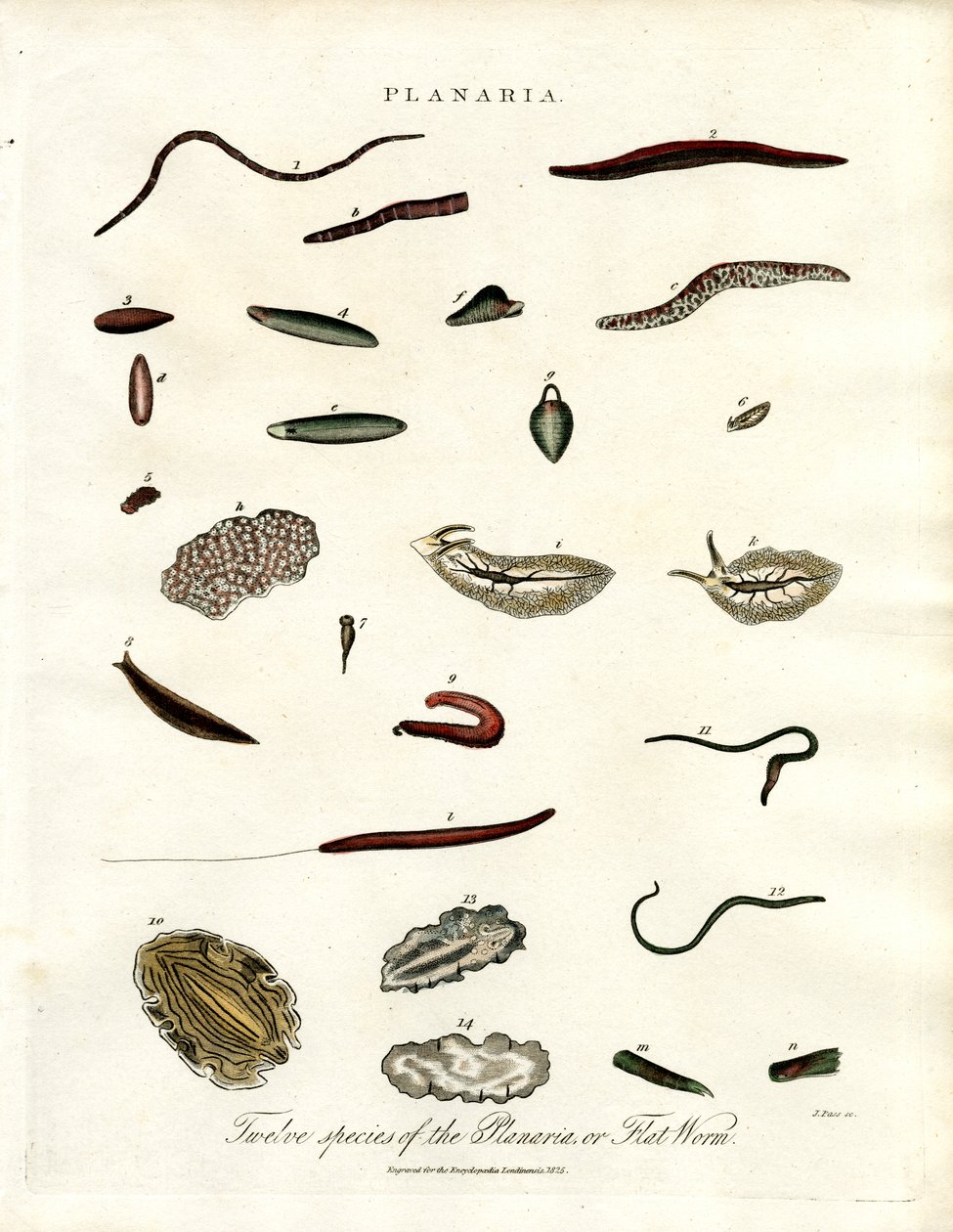 Planaria - Doce especies de platelmintos de John Pass