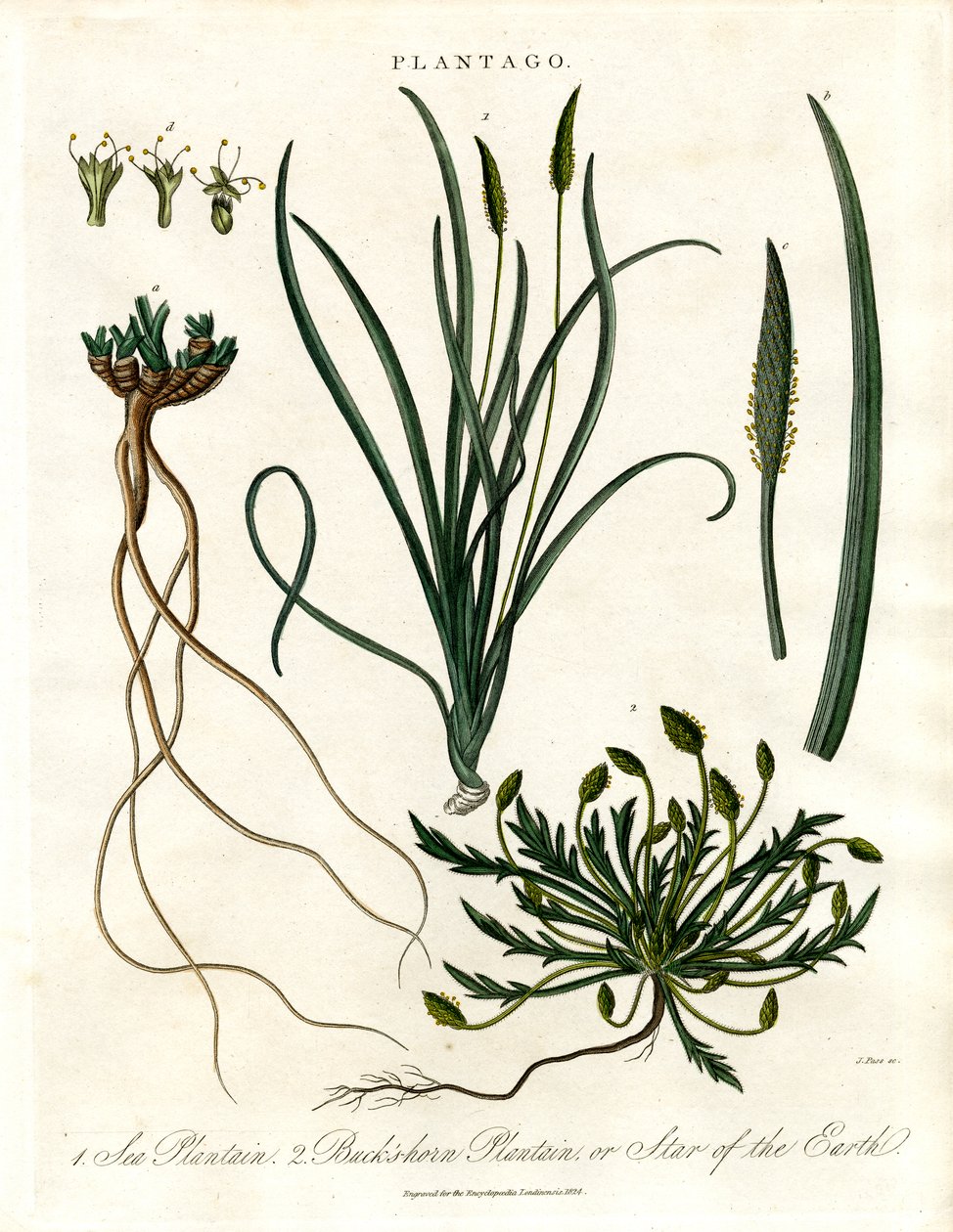Especies de Plantago de John Pass