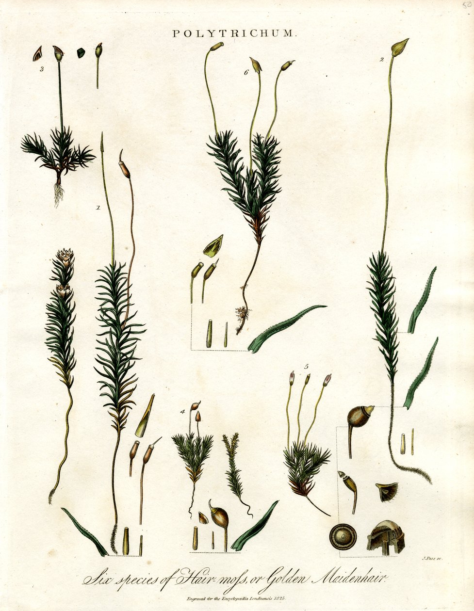 Polytrichum de John Pass