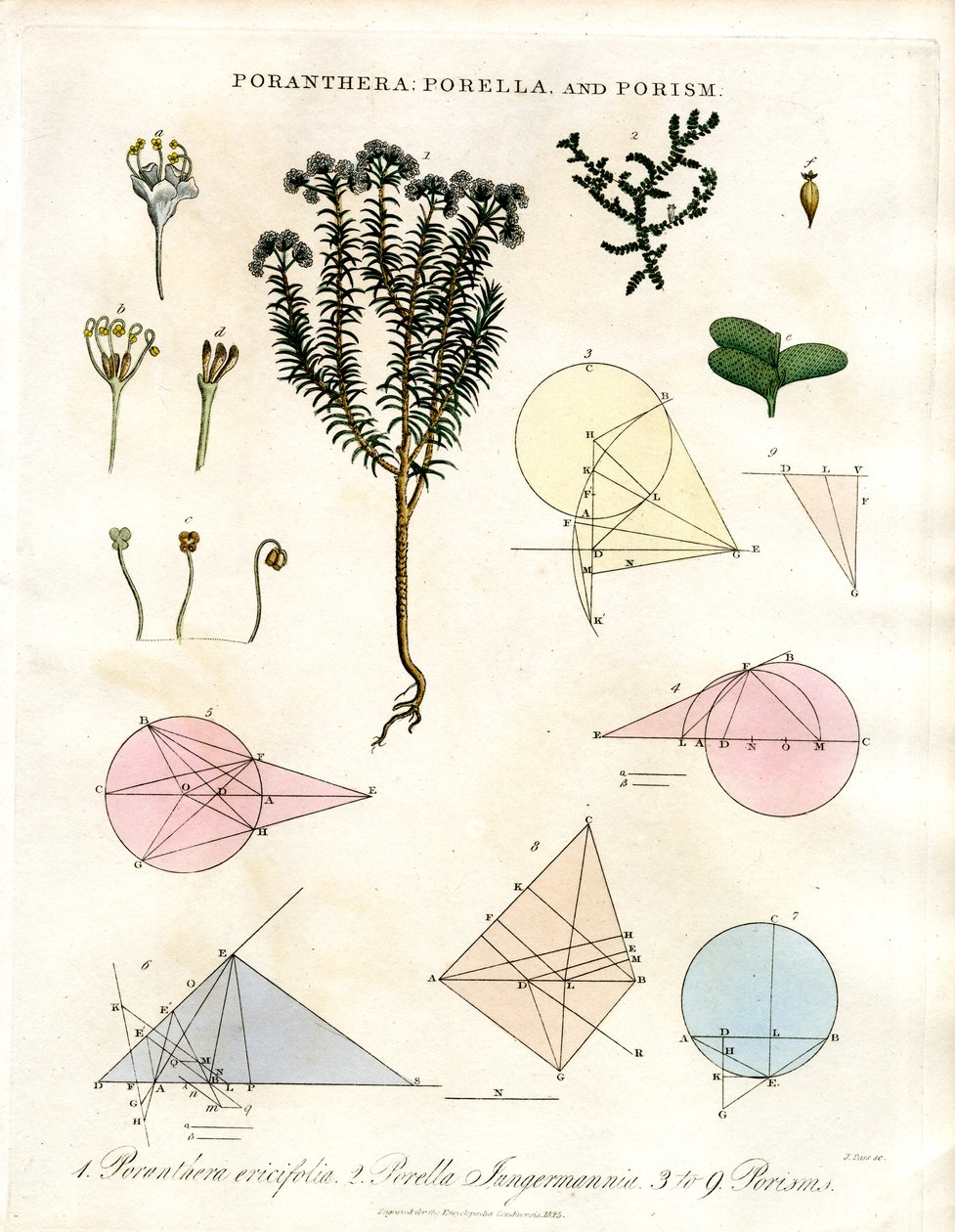 Poranthera;Porella y Porismos de John Pass