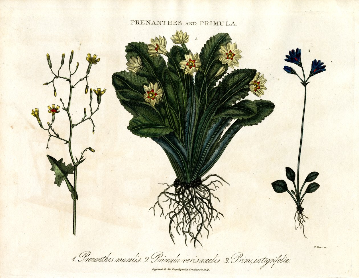Prenanthes y Prímula: Lechuga de muro; Prímula y Prímula de hoja entera de John Pass