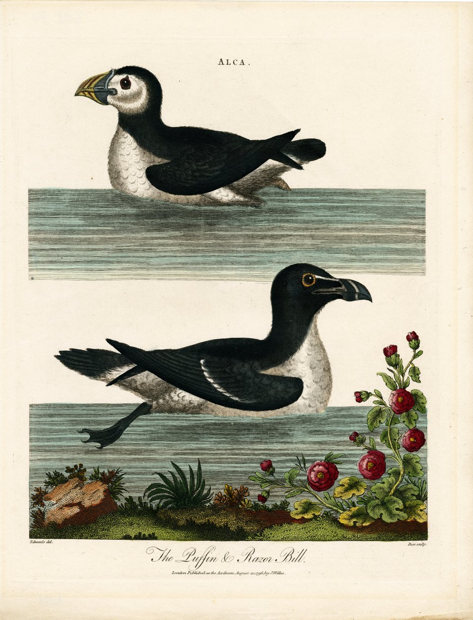 Puffin y Razor Bill (Alca) de John Pass