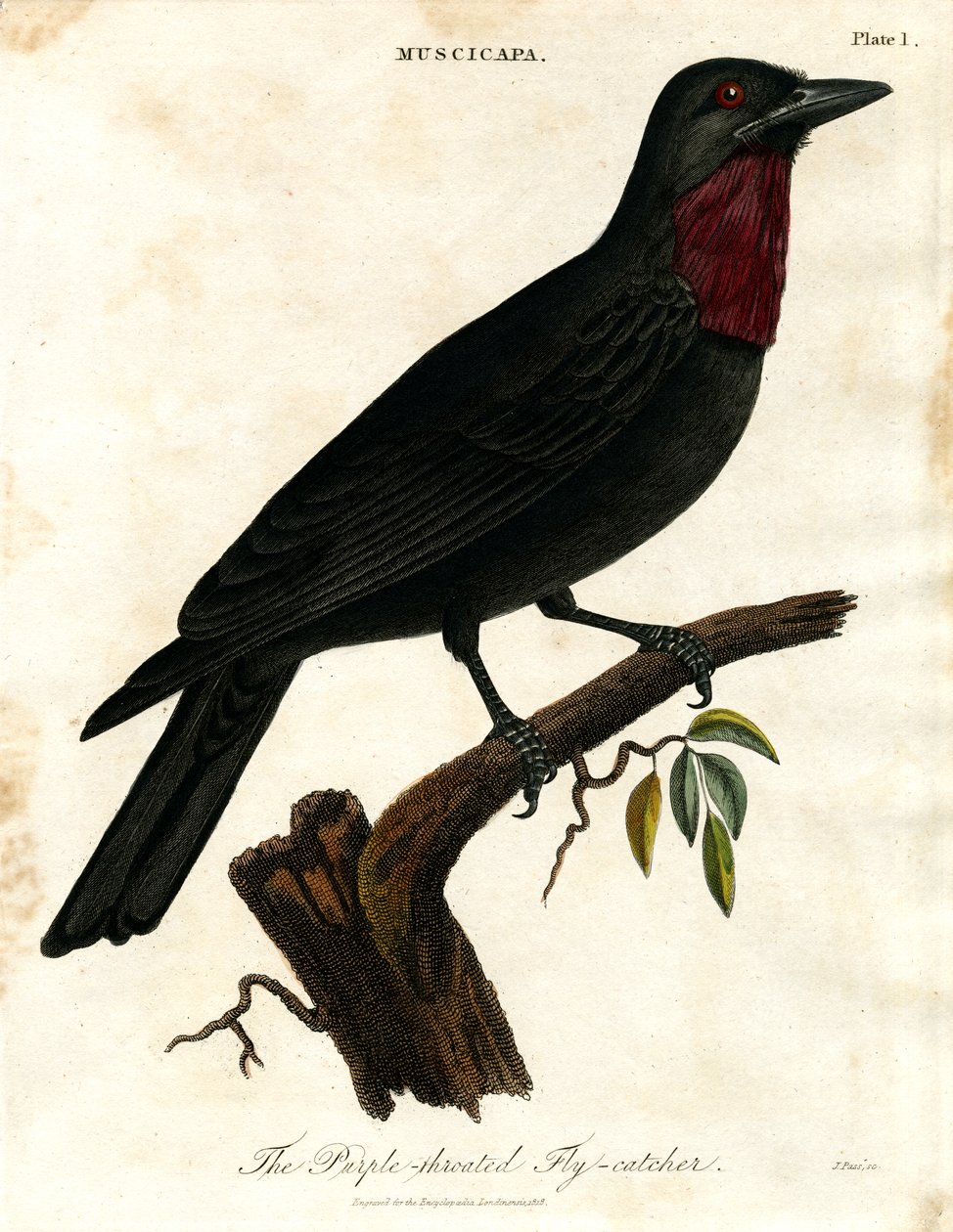 Papamoscas cerrojillo (Muscicapa) de John Pass