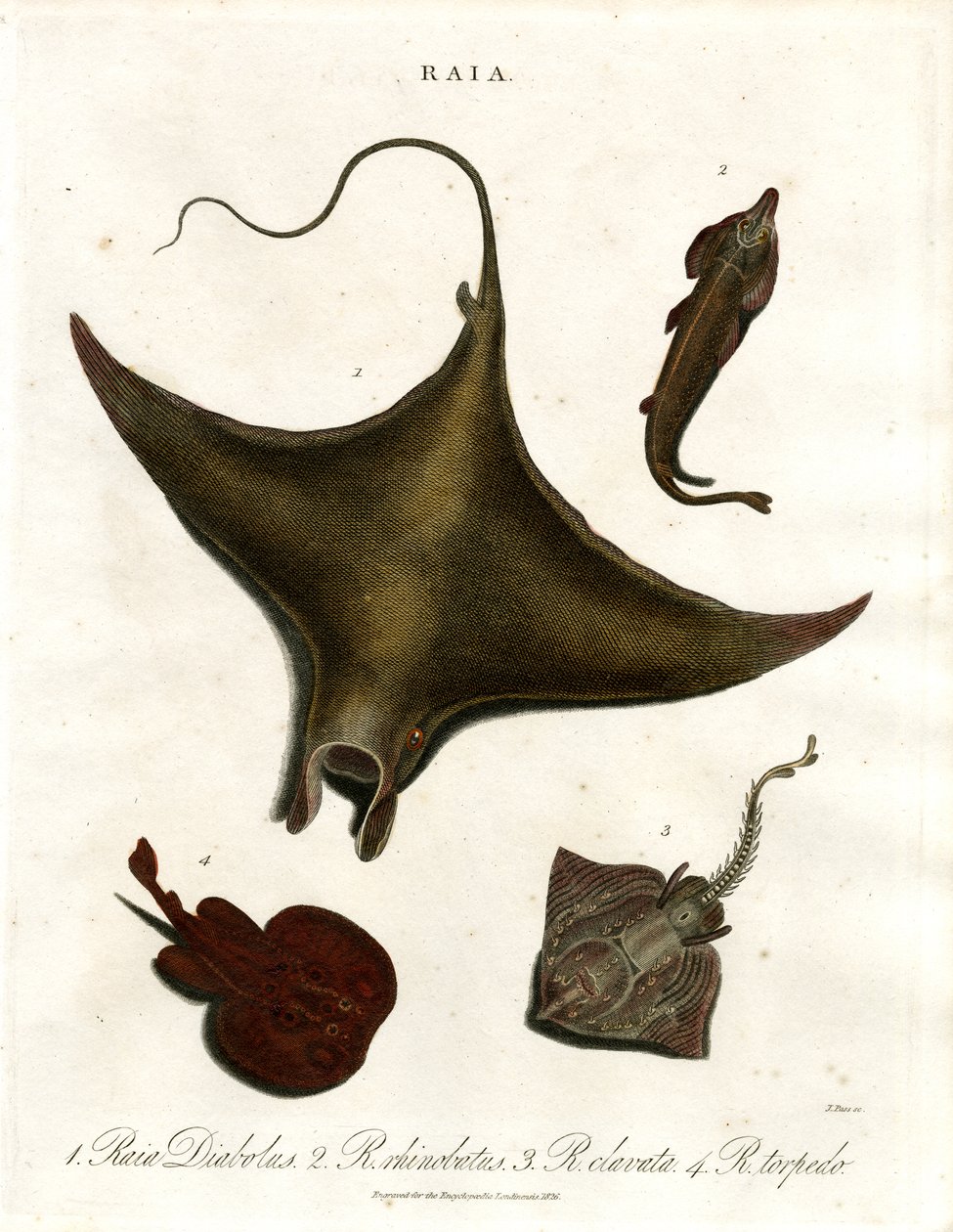 Especies de rayas de John Pass