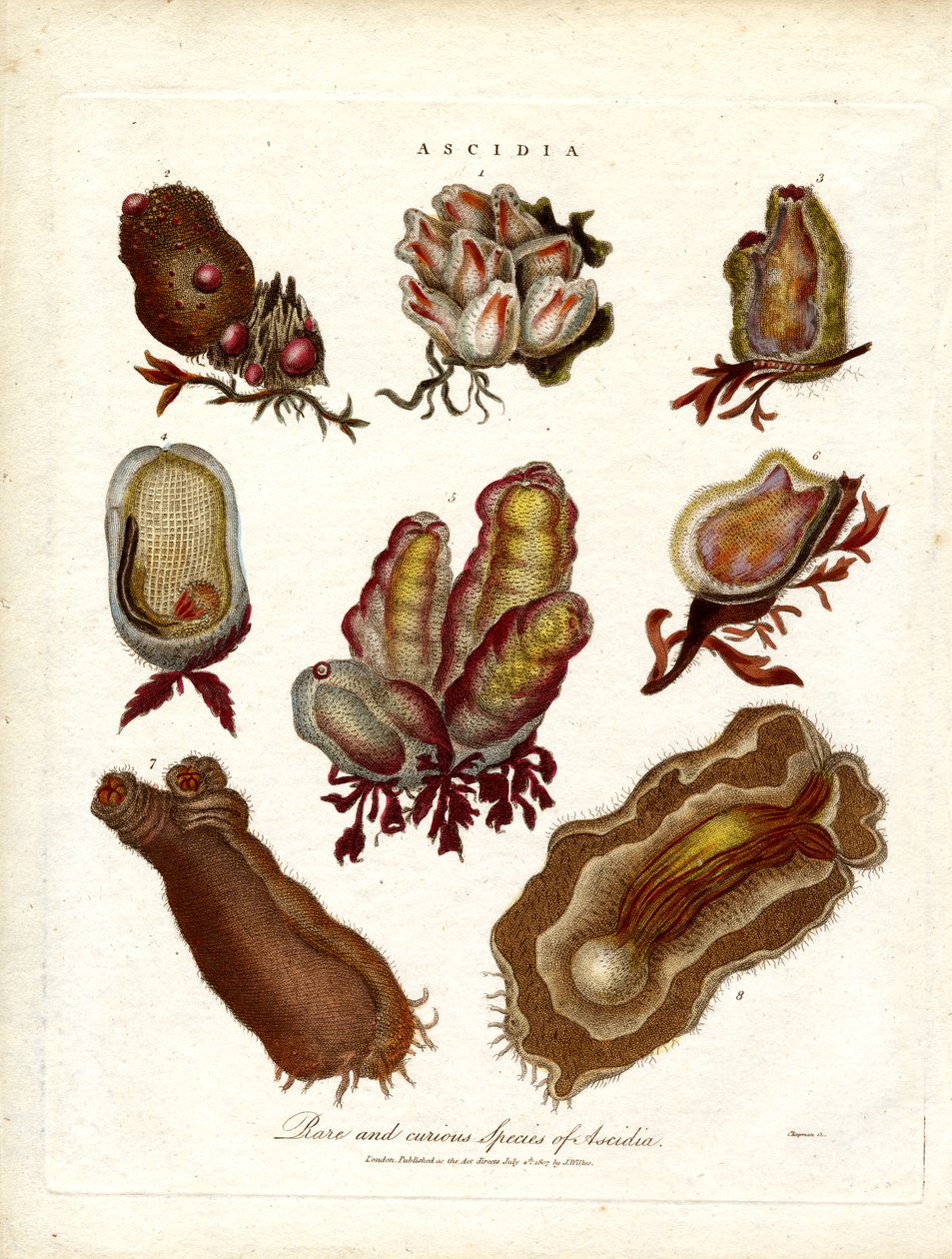Especies raras y curiosas de Ascidia de John Pass