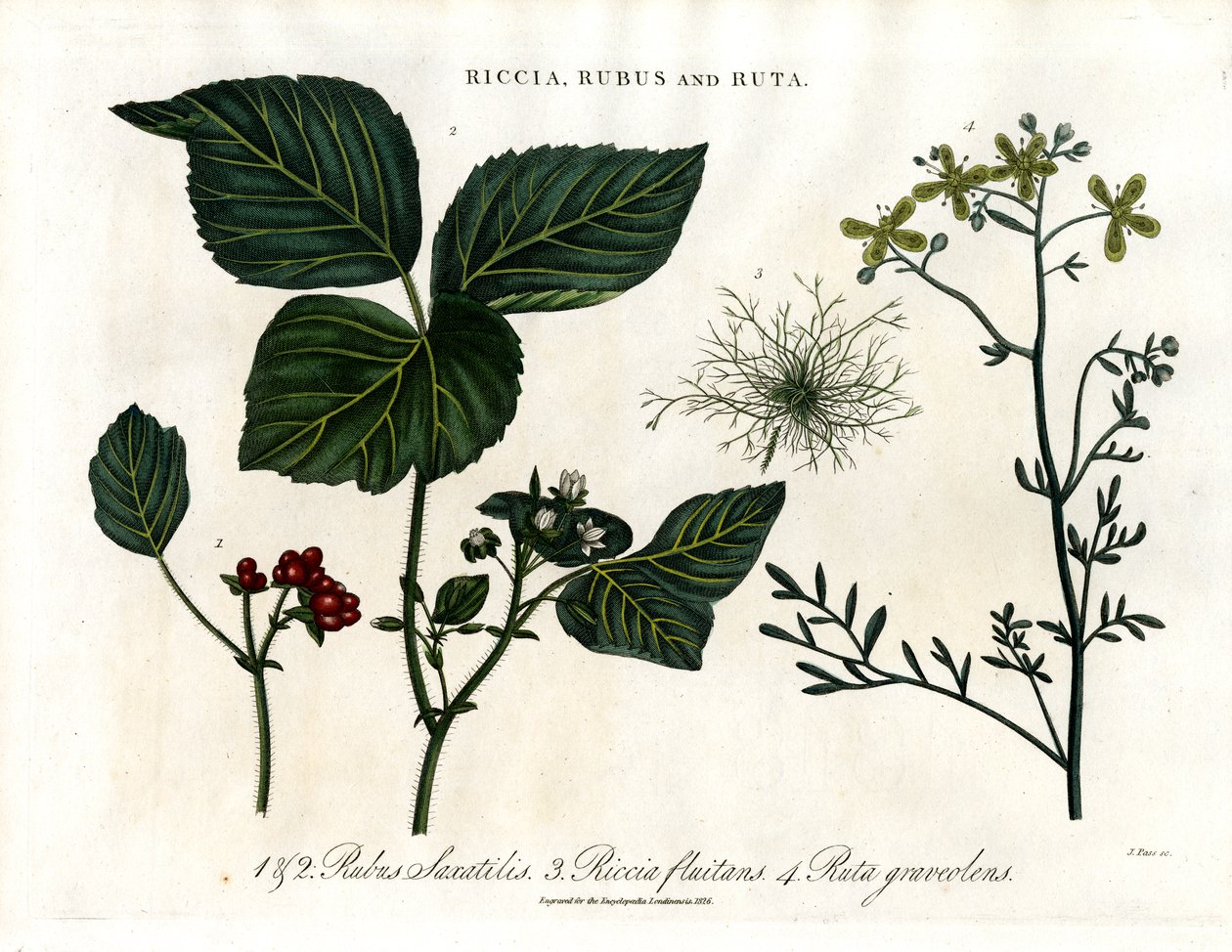 Riccia;Rubus y Ruta de John Pass
