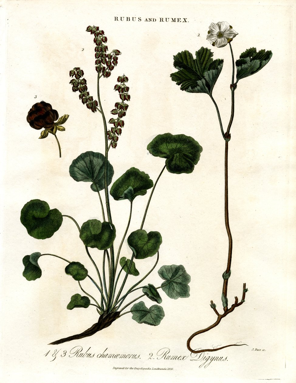 Rubus y Rumex: Mora de los pantanos y acedera de montaña de John Pass