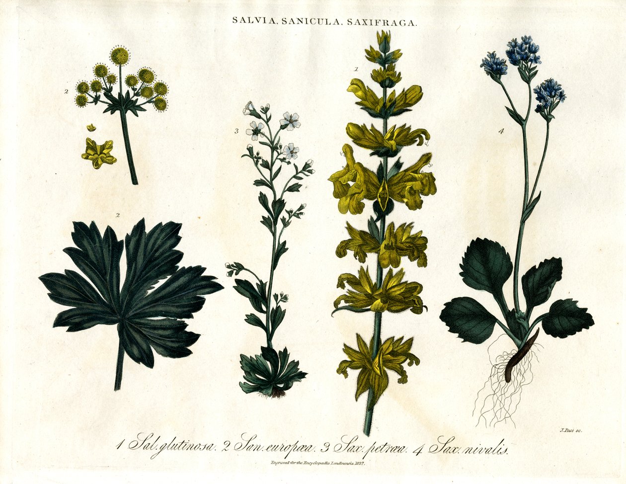 Salvia;Sanicle y Saxifrage Especies de John Pass