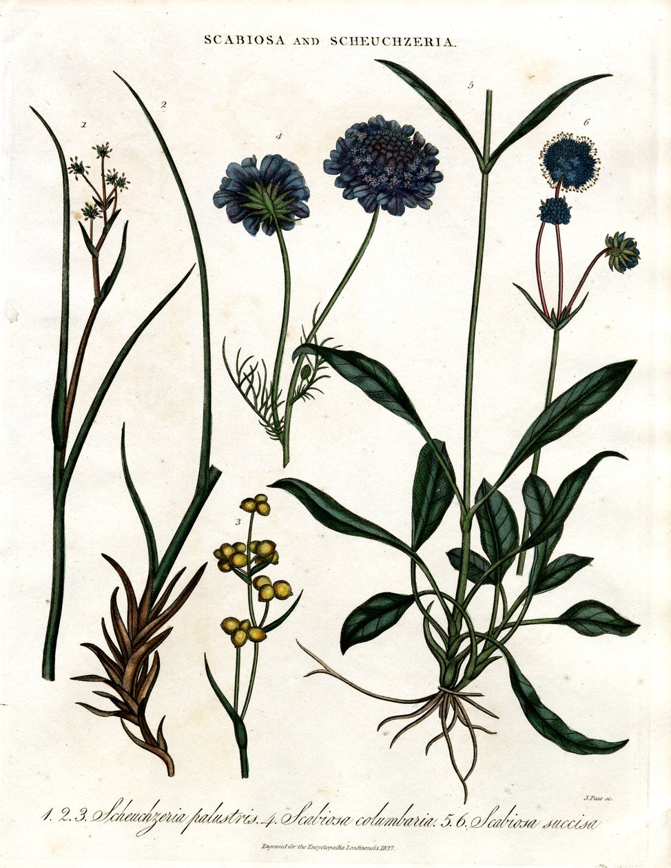 Scabiosa y Scheuchzeria de John Pass