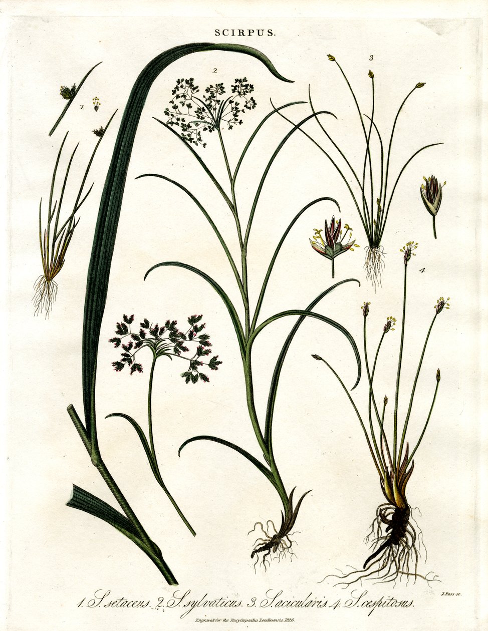 Especies de Scirpus de John Pass