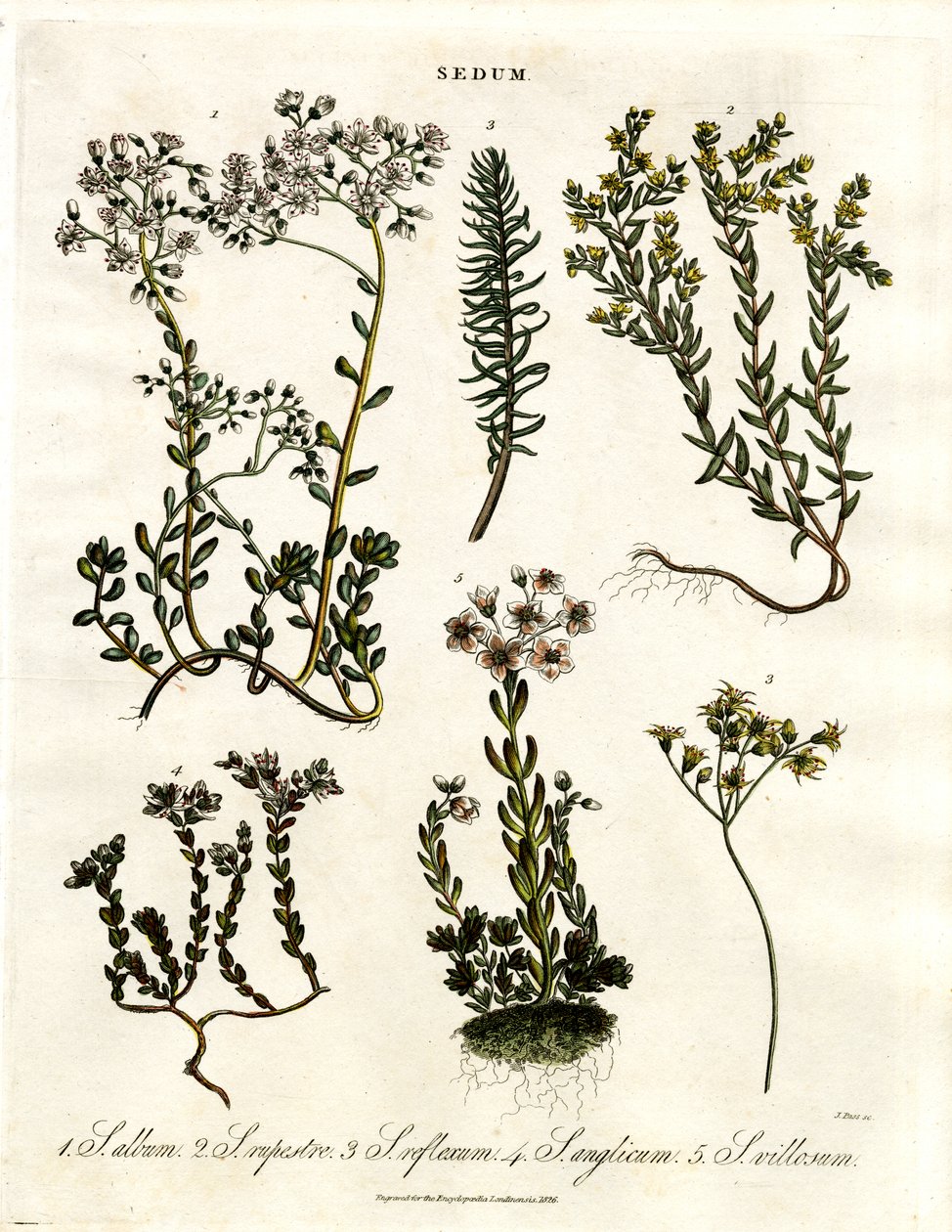 Sedum: Varias especies de uva de gato de John Pass