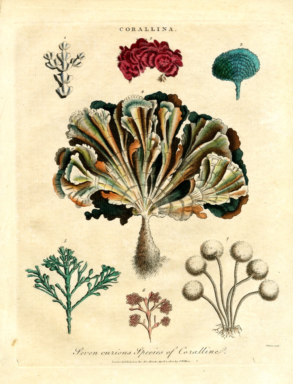 Siete curiosas especies de coral de John Pass