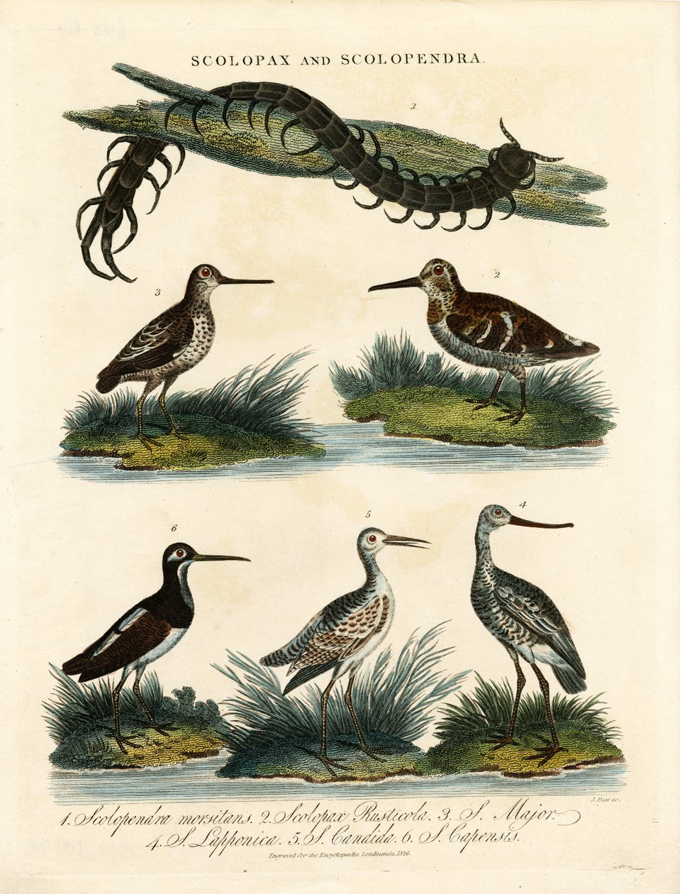 Snipes (Scolopax) y Ciempiés (Scolopendra) de John Pass