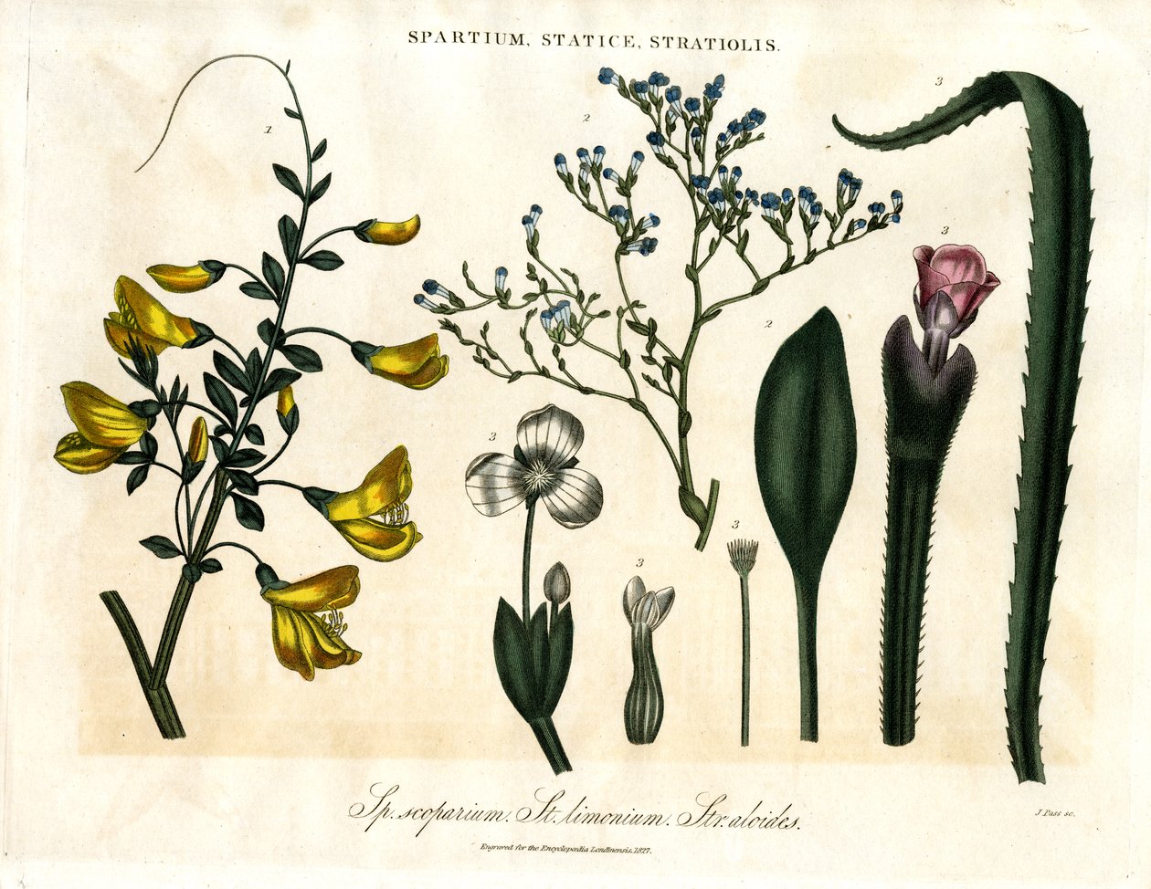 Spartium;Statice y Stratiolis de John Pass