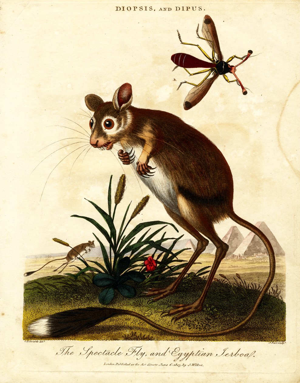 Mosca de las gafas y Jerboa egipcio de John Pass