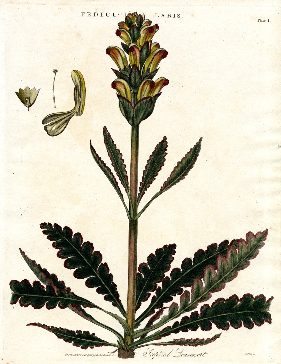 Hierba de los piojos (Pedicularis) de John Pass