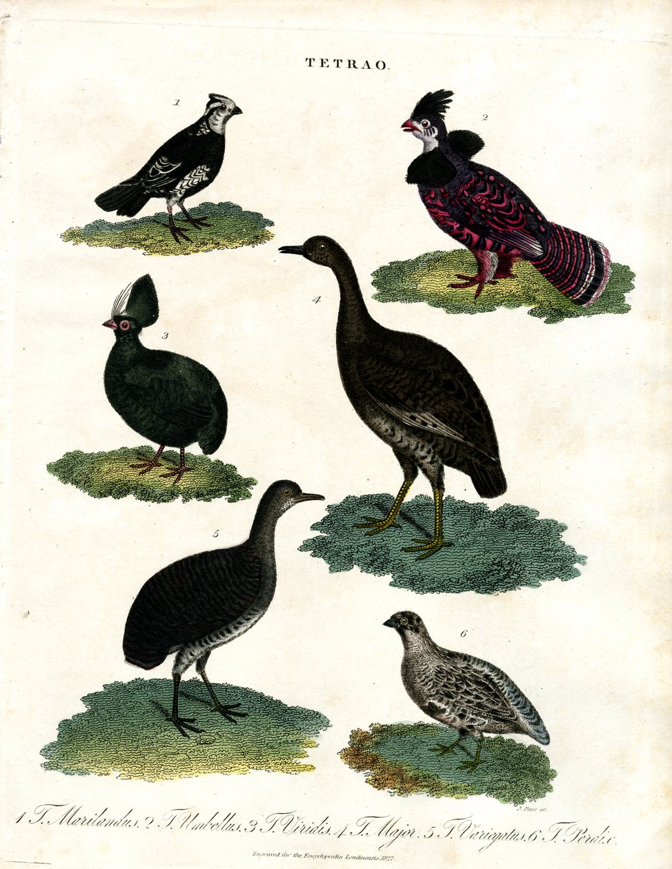 Especie tetrao (urogallo) de John Pass