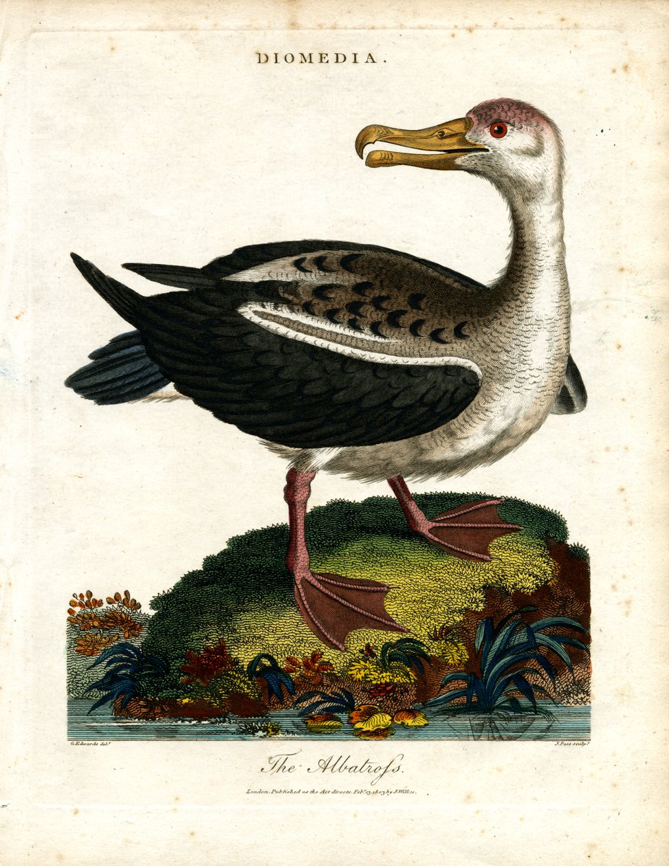 El Albatros de John Pass