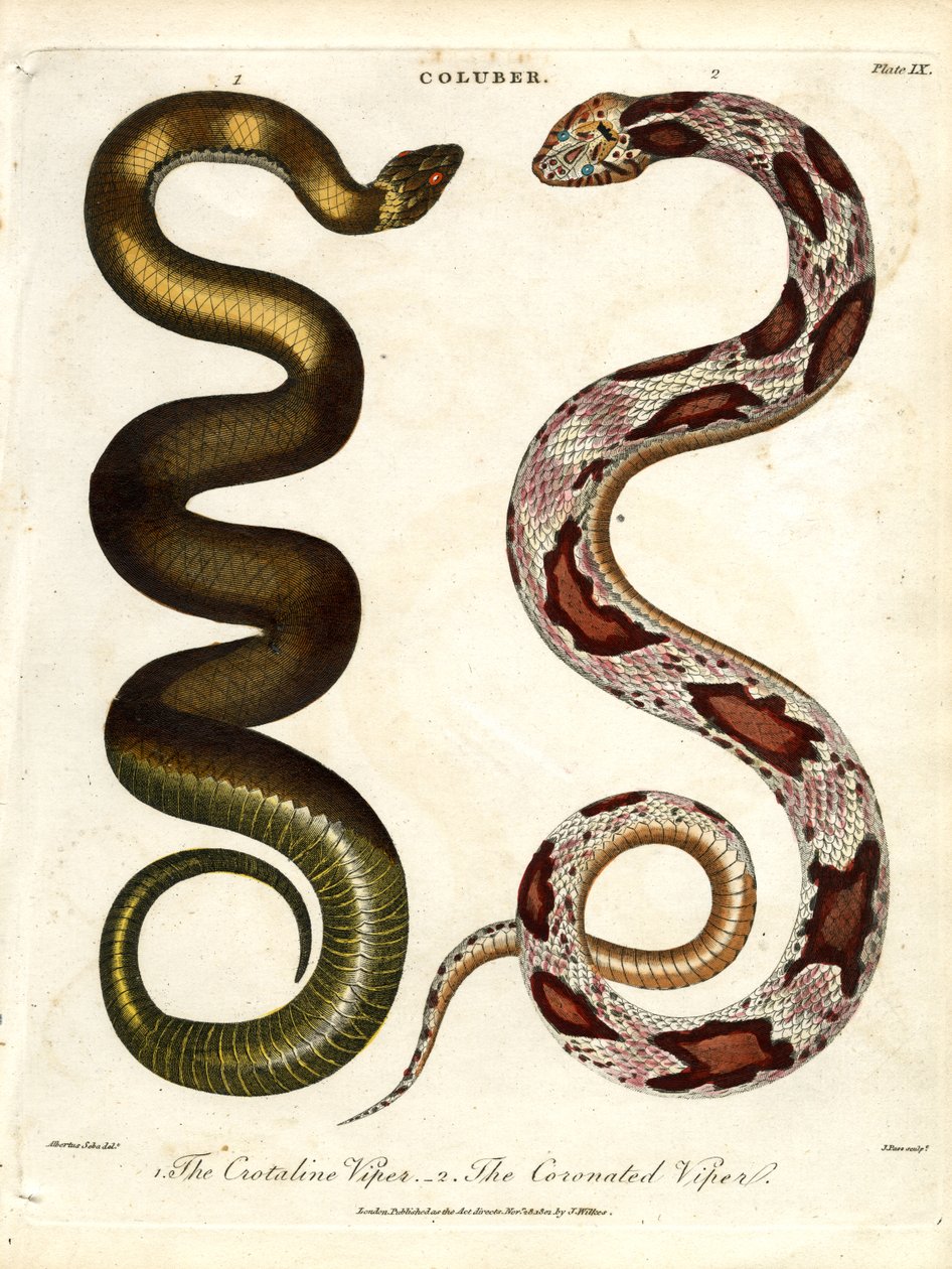La Víbora Crotalina y La Víbora Coronada de John Pass